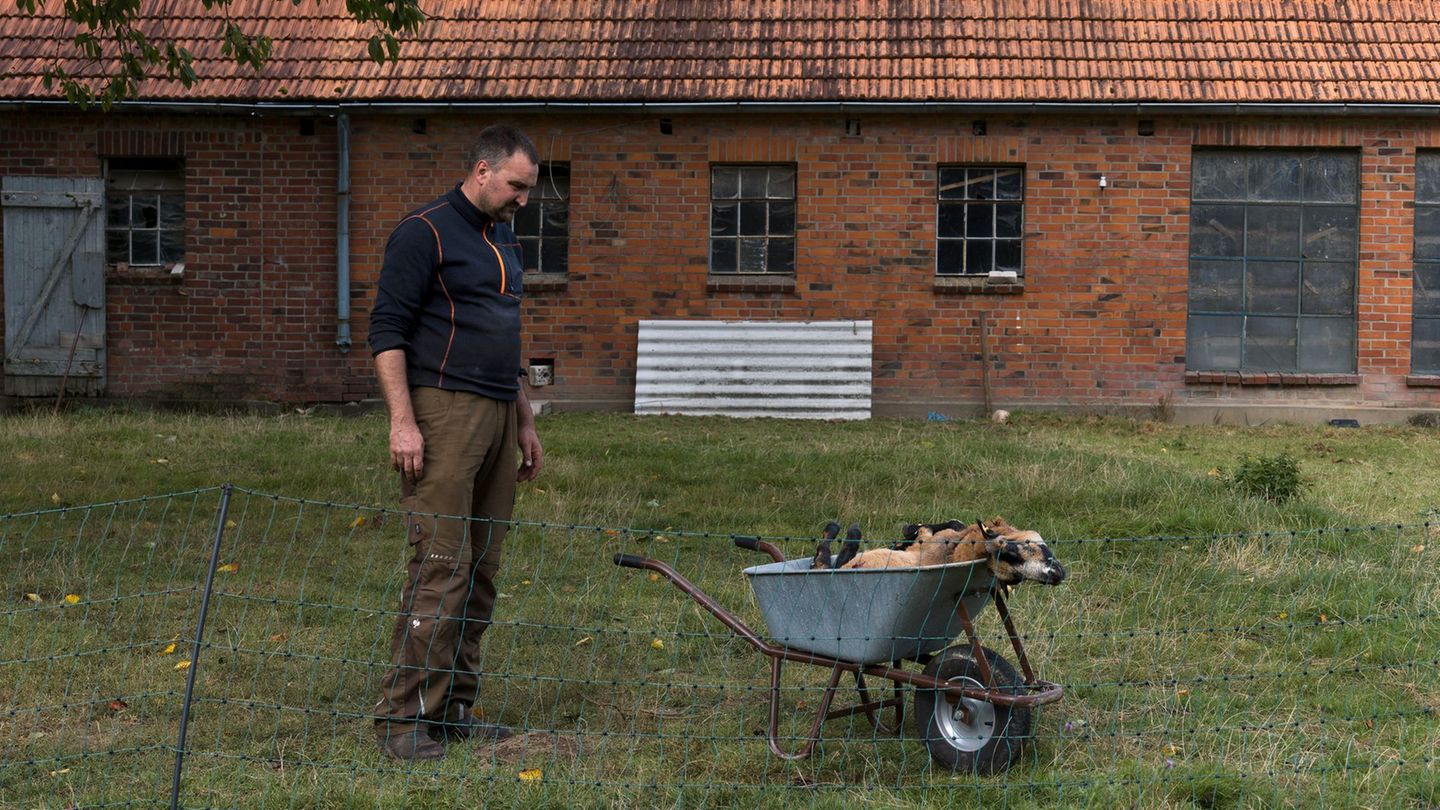 Für Landwirt Janz ist klar, dass seine Schafe von einem Wolf gerissen wurden. Foto: Marcus Golejewski/dpa