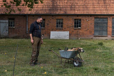 Für Landwirt Janz ist klar, dass seine Schafe von einem Wolf gerissen wurden. Foto: Marcus Golejewski/dpa