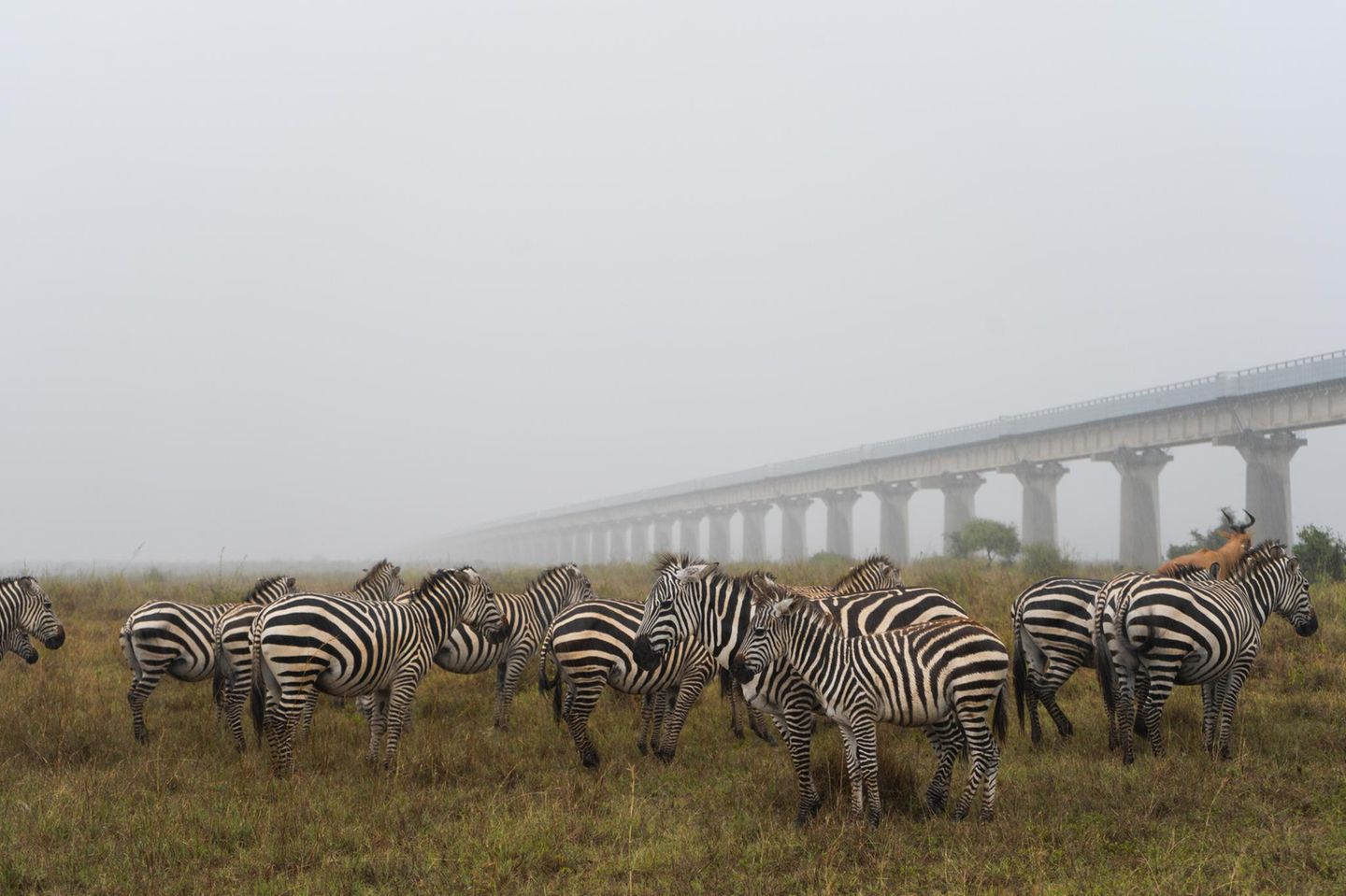 Zebras stehen neben einer Zugbrücke