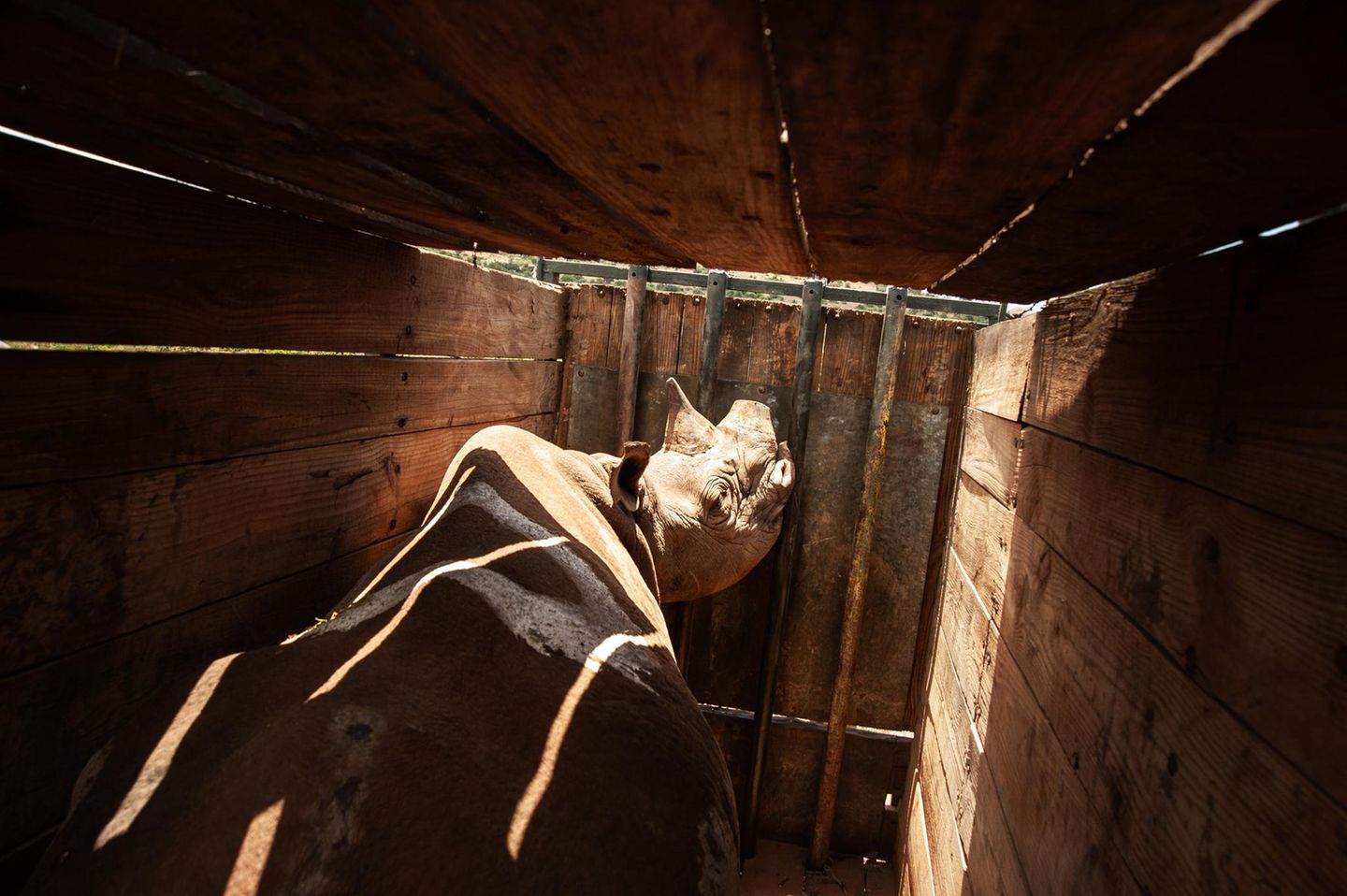 Ein Nashorn in einer Box