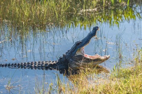Alligator in Florida