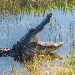 Alligator in Florida