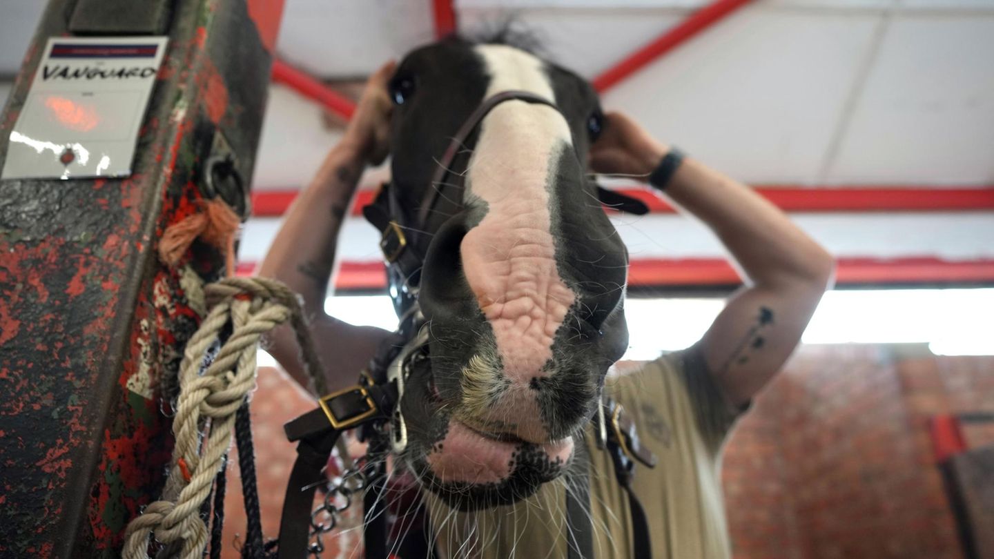 Person zäumt ein Pferd, der Kopf des Pferdes überdeckt den Kopf der Person