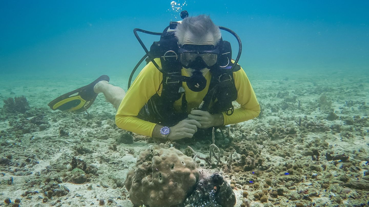 Hannes Jaenicke beim Tauchen in Indonesien mit einer Großen Blauen Krake (Day Octopus) im Vordergrund. Foto: Markus Strobel/Tang