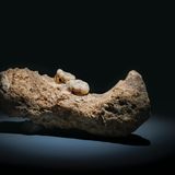 Steinzeit Fossiler Unterkiefer