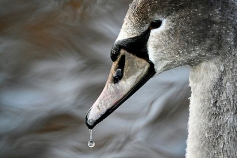 Schwan