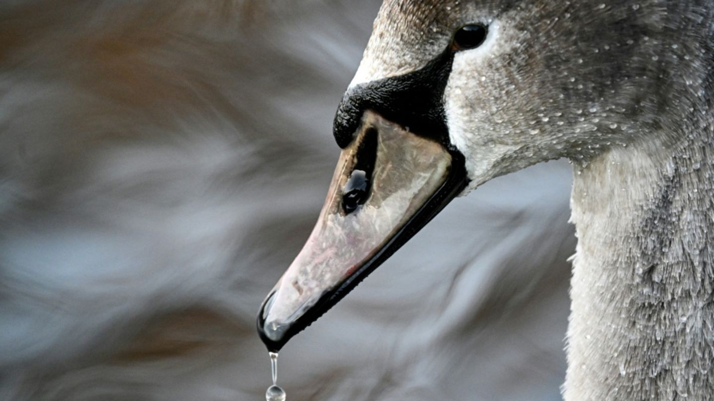 Schwan