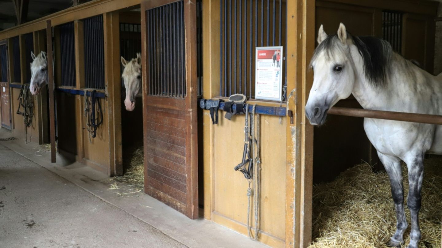 Pferde in Stall