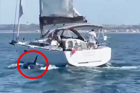 Rätselhaftes Verhalten: Orcas versenken erneut Segelyacht vor Portugal