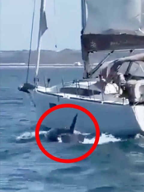 Rätselhaftes Verhalten: Orcas versenken erneut Segelyacht vor Portugal