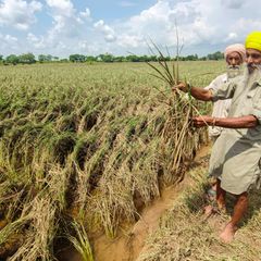 Ein Farmer zeigt beschädigte Basmati-Reis-Pflanzen nach einer Flut im September.