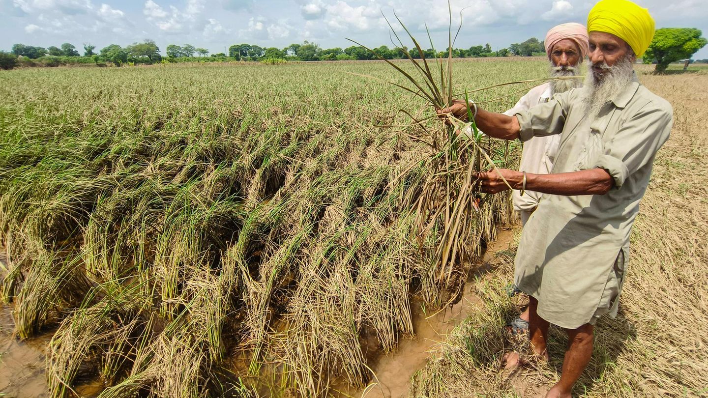 Ein Farmer zeigt beschädigte Basmati-Reis-Pflanzen nach einer Flut im September.