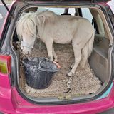 Kuriose Tiertransporte: ein Pony steht im Kofferraum