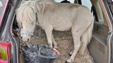 Kuriose Tiertransporte: ein Pony steht im Kofferraum