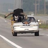 Howdy Doody: Lee Meyer mit dem Rind in seinem Auto