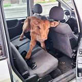 Tier im Auto: ein Kalb auf der Rückbank eines Autos