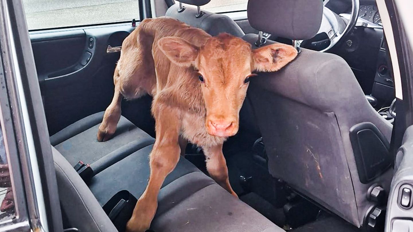 Tier im Auto: ein Kalb auf der Rückbank eines Autos