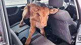 Tier im Auto: ein Kalb auf der Rückbank eines Autos
