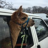 Tier im Auto: Alpaka schaut aus Fenster heraus