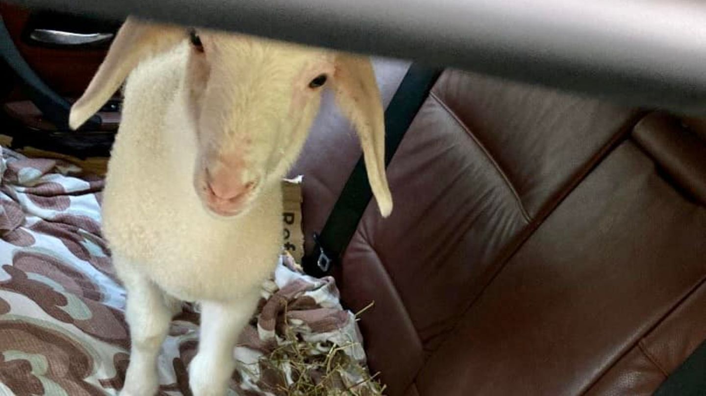 Tier im Auto: Lamm auf Rückbank