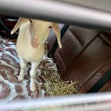 Tier im Auto: Lamm auf Rückbank