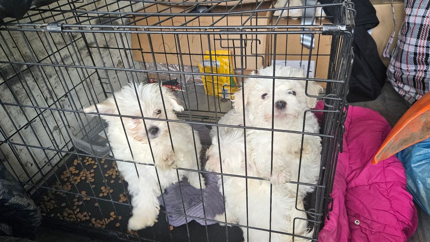Zollbeamte entdeckten auf der A3 bei Würzburg mehrere verängstigte Hundewelpen ohne Papiere. Foto: -/Hauptzollamt Schweinfurt/dp