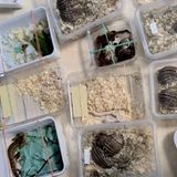 Tier im Auto: Boxen mit verschiedenen Giftschlangen