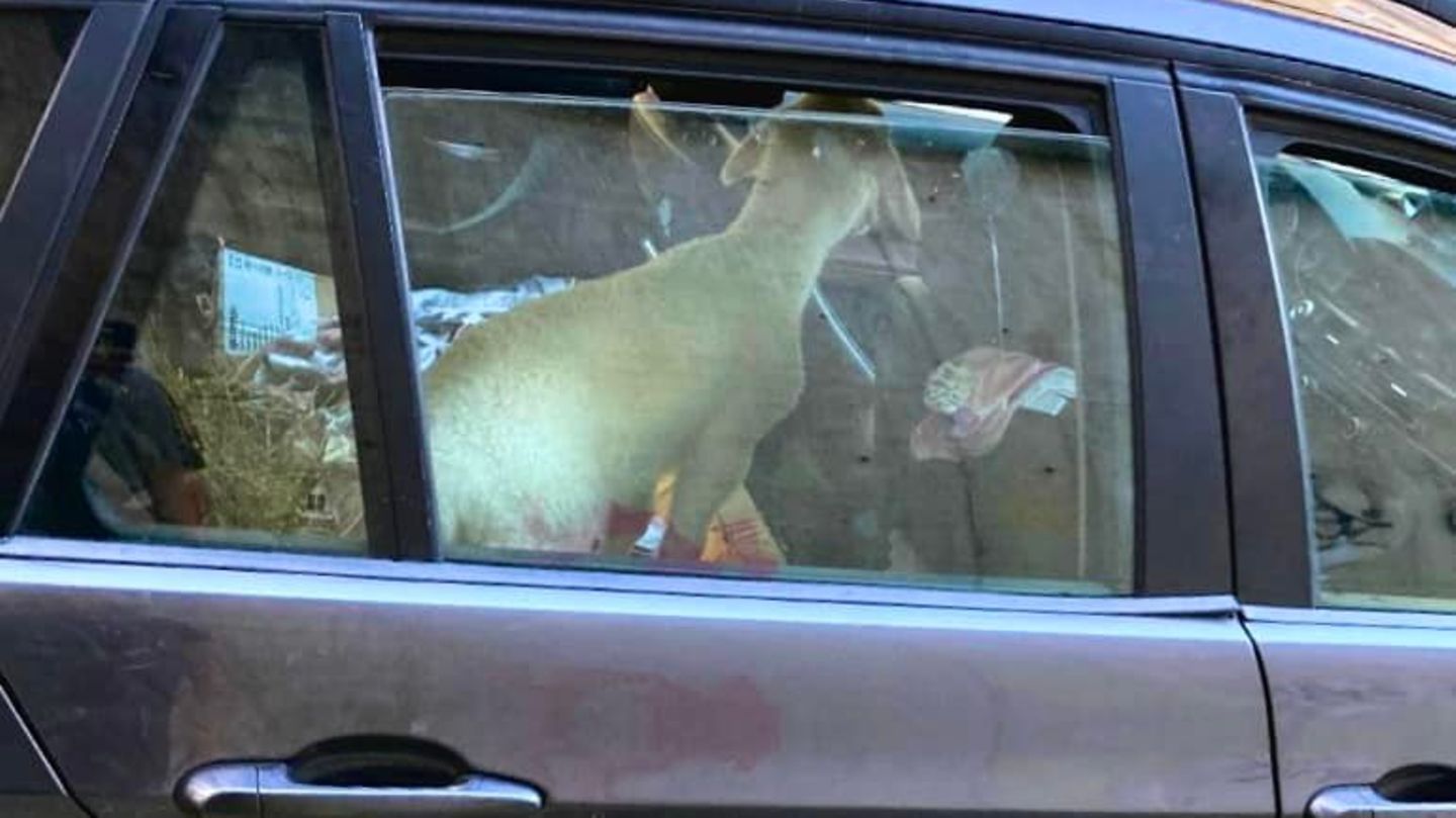 Tier im Auto: Lamm auf Rückbank