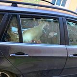 Tier im Auto: Lamm auf Rückbank