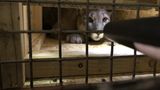 Tier im Auto: Holzkiste mit Puma darin