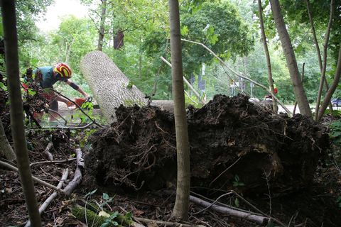 Ein Sturm in Leipzig sorgte für etliche Einsätze der Feuerwehr. Foto: Tobia Junghannß/Tnn/dpa