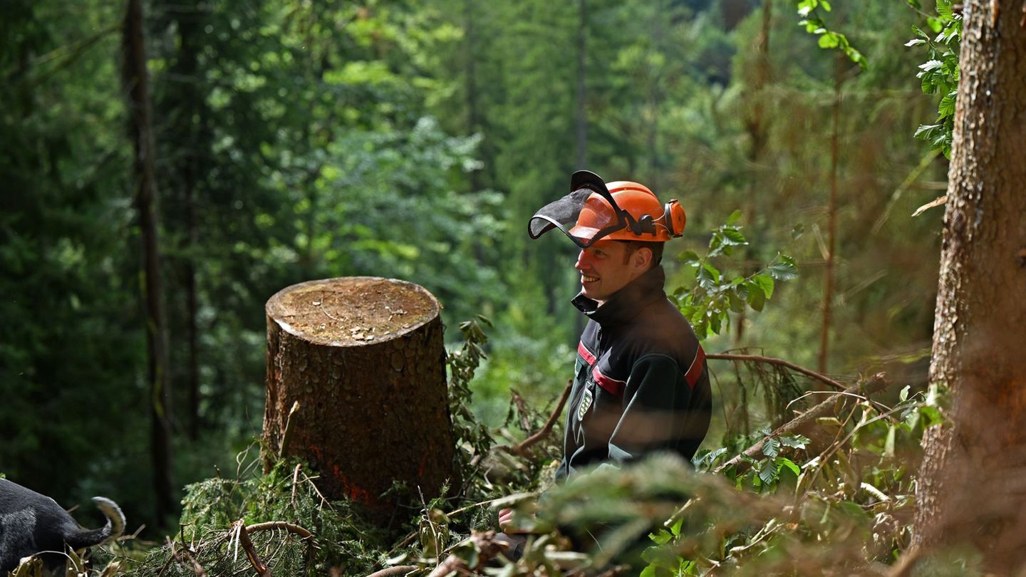 Nach starken Winden zeigt sich Sachsens Staatswald robust. (Symbolbild) Foto: Jennifer Brückner/dpa