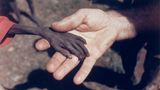Das erschütternde Bild zeigt die Hand eines hungernden Jungen, gehalten von der eines katholischen Mönchs in Uganda 1980. Die Aufnahme entsteht im Nordosten des Landes, in der Region Karamoja, wo eine beispiellose Hungerkatastrophe infolge von Dürren und brutalen Gewaltkonflikten herrscht. 20 Prozent der Bevölkerung sterben innerhalb eines Jahres an Unterernährung, unter den Opfern sind mehr als die Hälfte aller Kleinkinder   