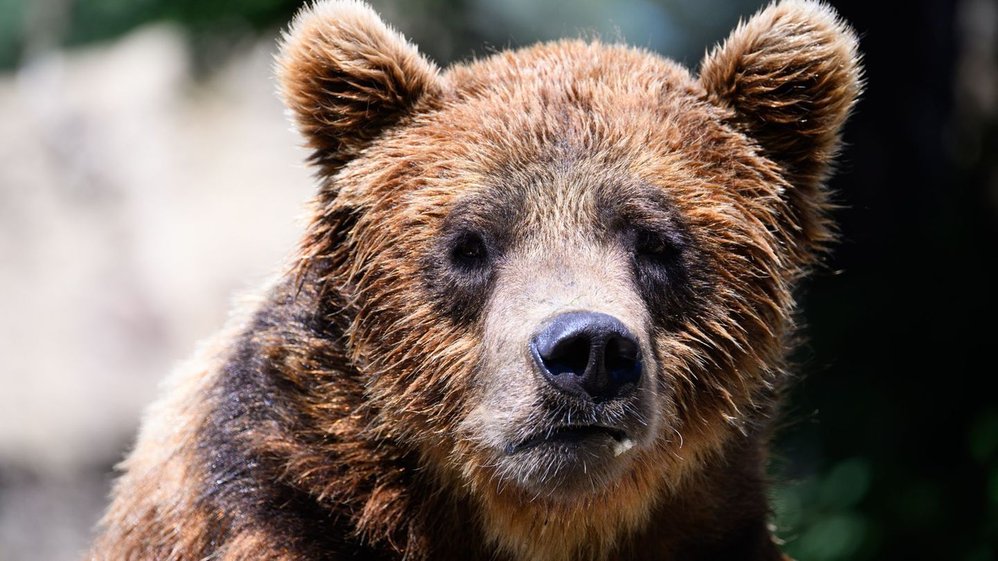 Nach dem Tod von Aiko soll sein Zwillingsbruder in Droyßig ein größeres Gehege bekommen. (Symbolbild) Foto: Bernd von Jutrczenka
