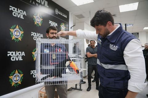 Die Tiere wurden aus ihrem natürlichen Lebensraum entwendet. Foto: Fabiano Veneza/SEAS RJ/dpa