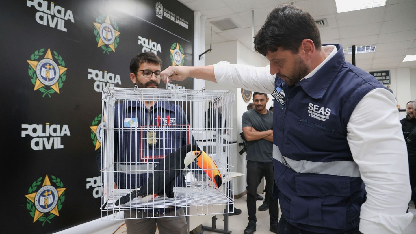 Die Tiere wurden aus ihrem natürlichen Lebensraum entwendet. Foto: Fabiano Veneza/SEAS RJ/dpa