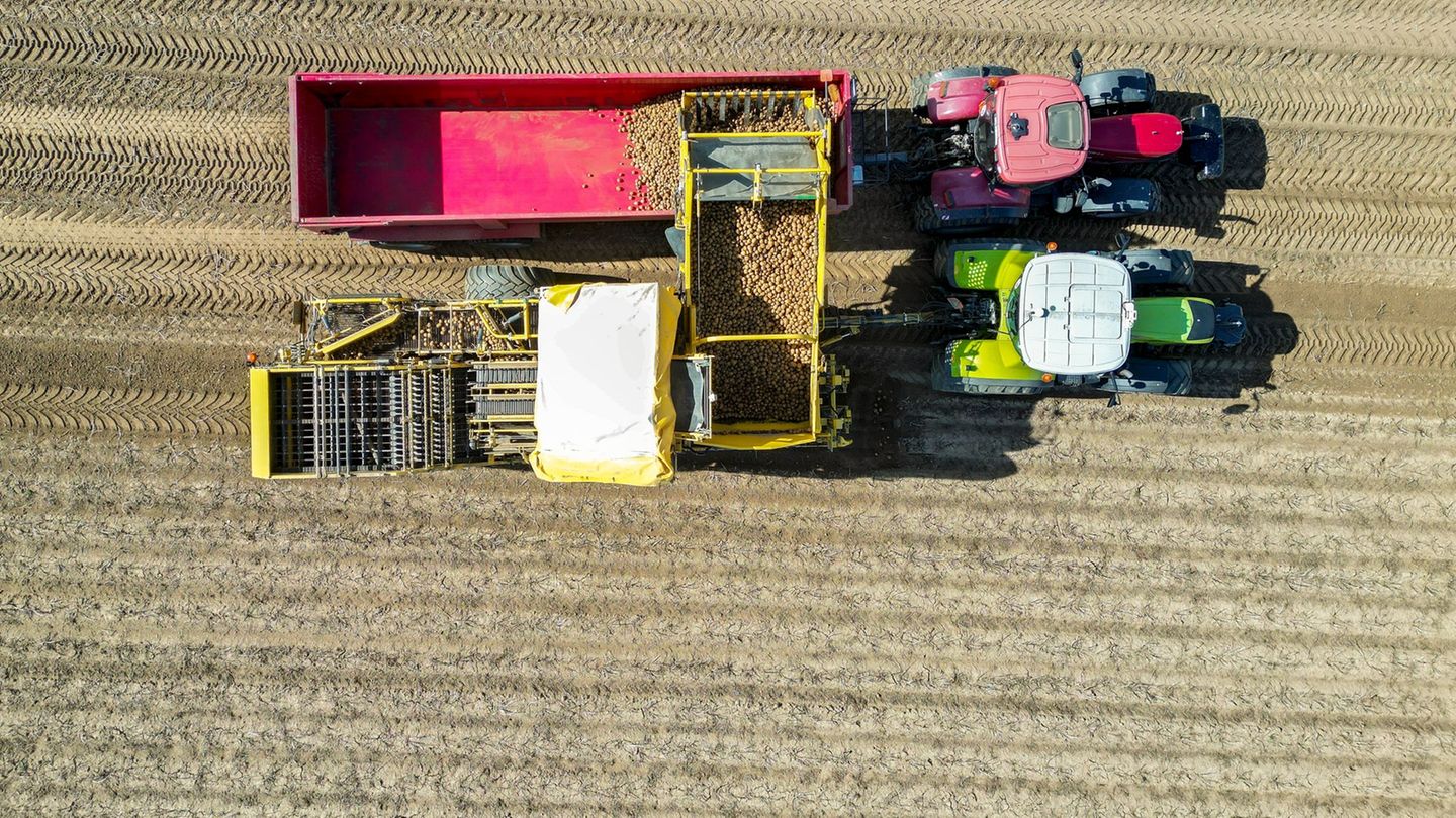 Bis in den Oktober hinein werden die Maschinen zur Kartoffelernte noch im Einsatz sein. Foto: Jan Woitas/dpa