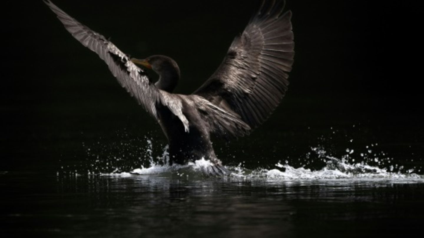 Tierisch