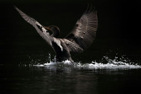 Tierisch
