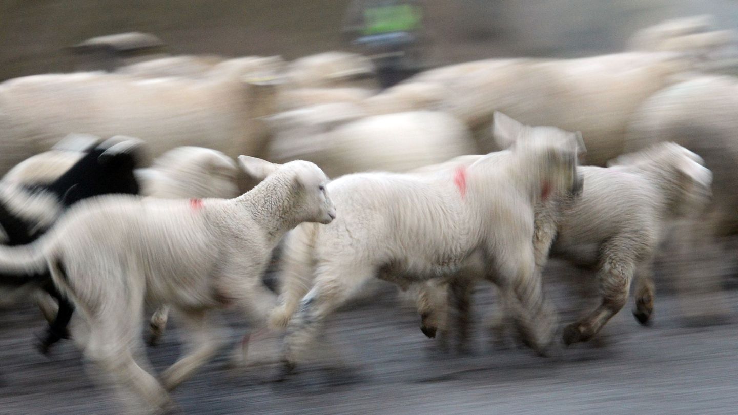 Drei verletzte Schafe aus Schluchsee wurden getötet. (Symbolbild) Foto: Patrick Seeger/dpa
