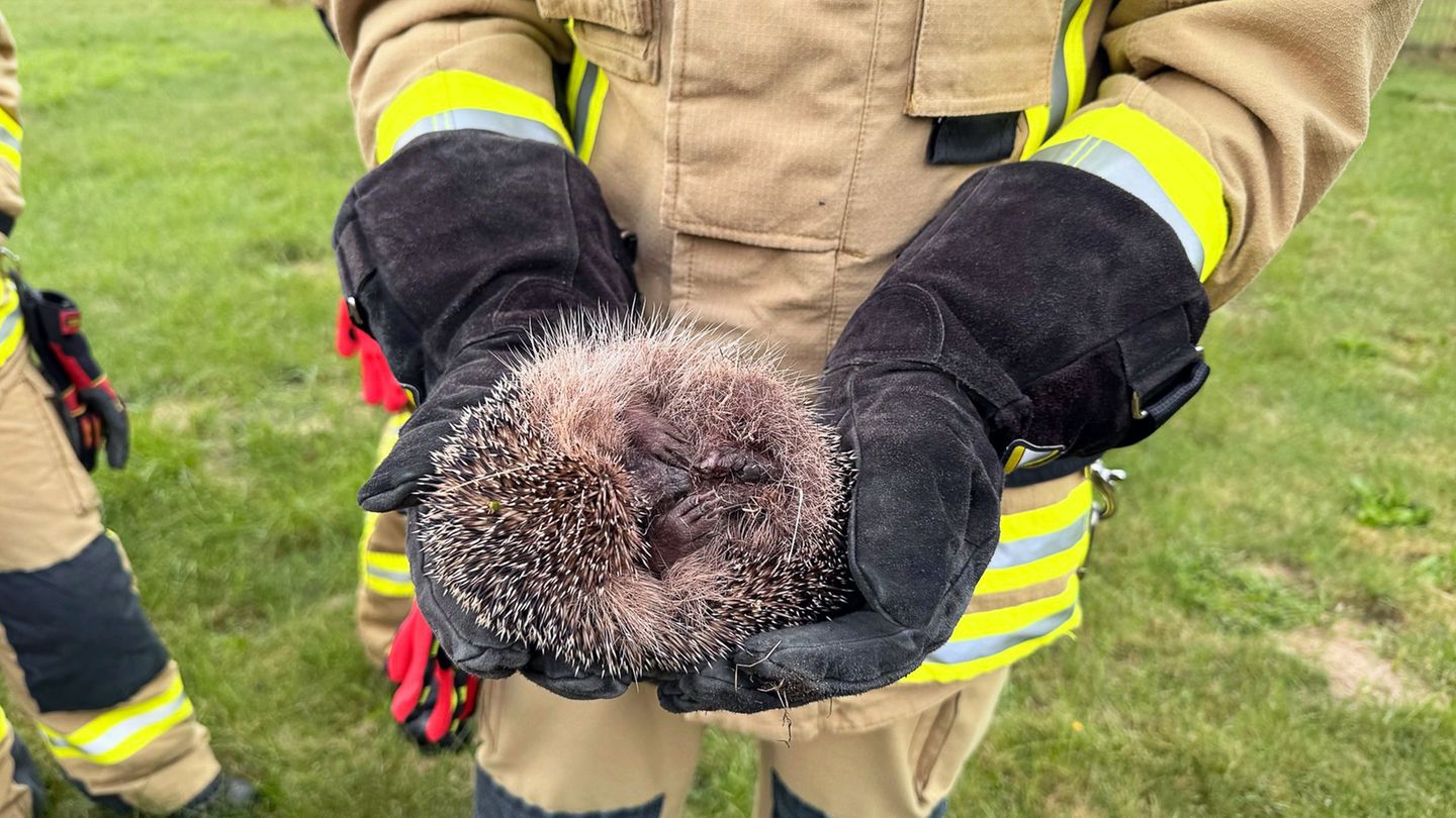 Entkräftet, aber in Sicherheit: Nach der Rettungsaktion kugelt sich der kleine Igel in den Händen eines Feuerwehrmanns ein. Foto
