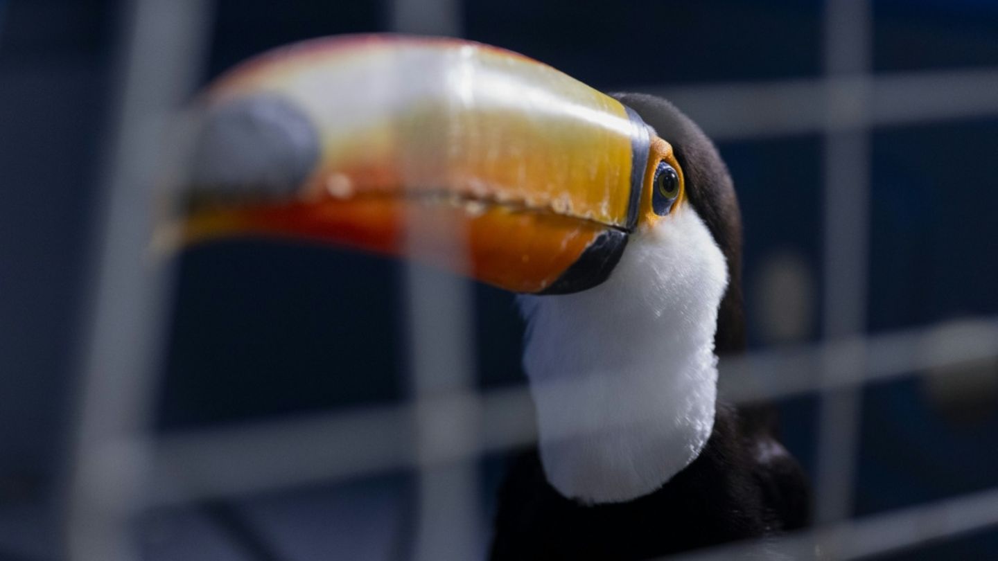 Tukan in einem Käfig