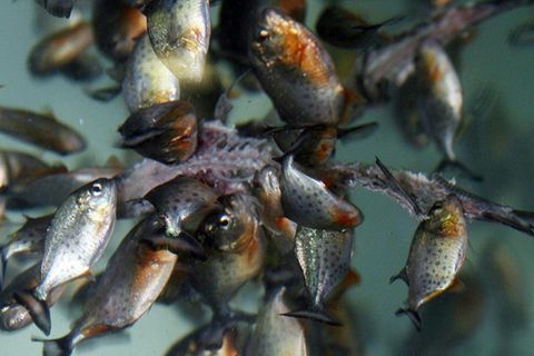 Sri Lanka geht gegen invasive Raubfische vor