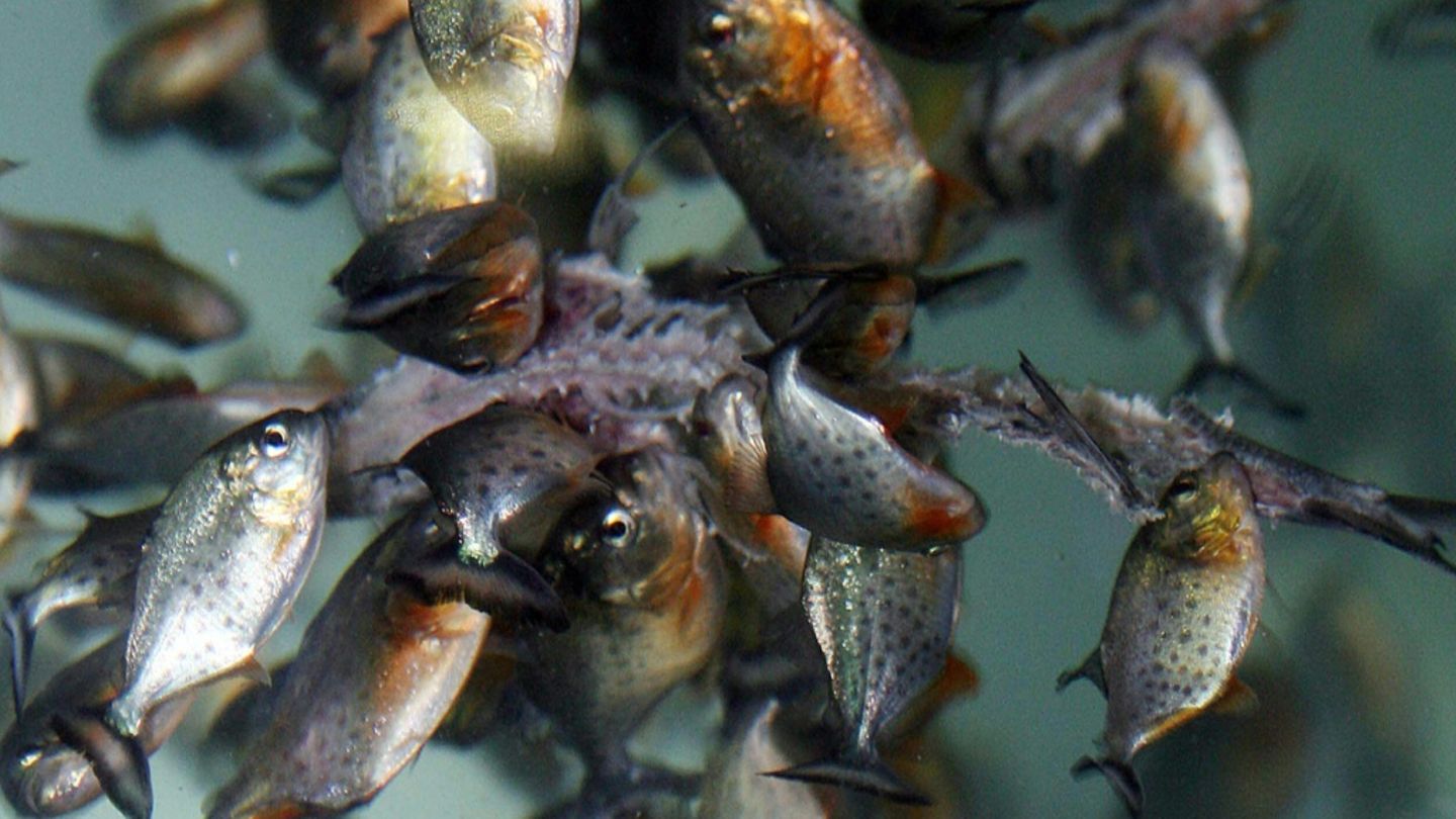 Sri Lanka geht gegen invasive Raubfische vor
