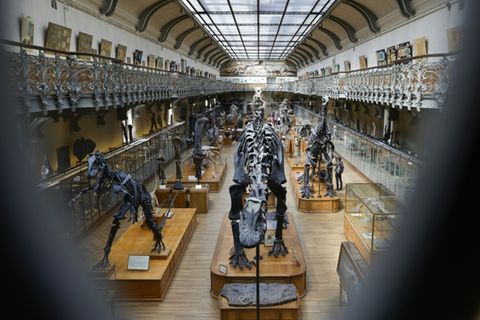 Ausstellungssaal im Pariser Naturkundemuseum