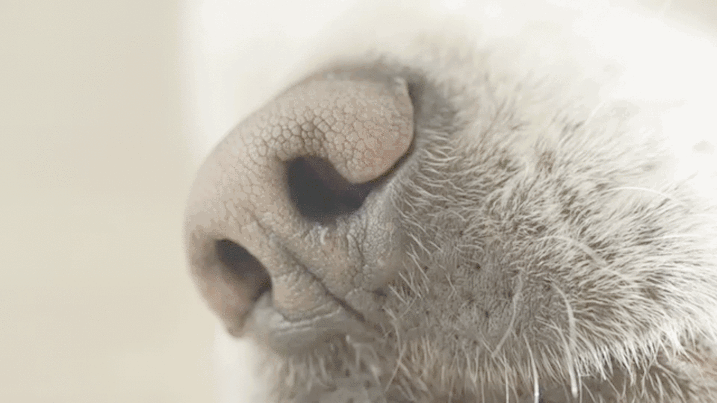 Eine Hundeschnauze, die schnüffelt