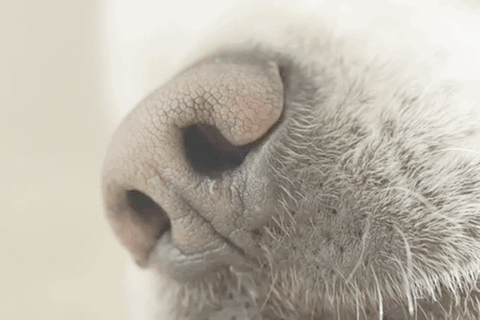 Eine Hundeschnauze, die schnüffelt