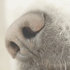 Eine Hundeschnauze, die schnüffelt