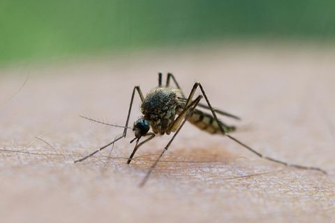 In Griechenland breitet sich das West-Nil-Virus aus. Foto: Patrick Pleul/dpa/dpa-tmn