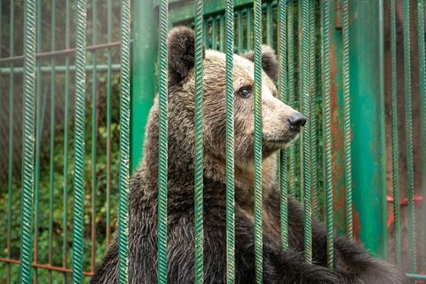 Mici ist laut Tierschutzorganisation Vier Pfoten einer der beiden letzten Bären in slowenischer Privathaltung. (Foto-Handout) Fo